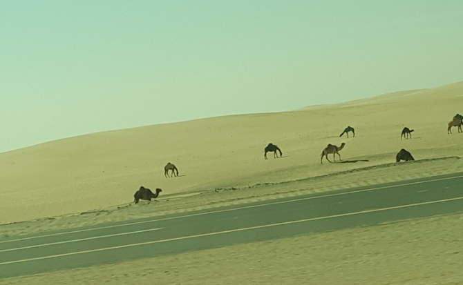 砂漠のラクダ